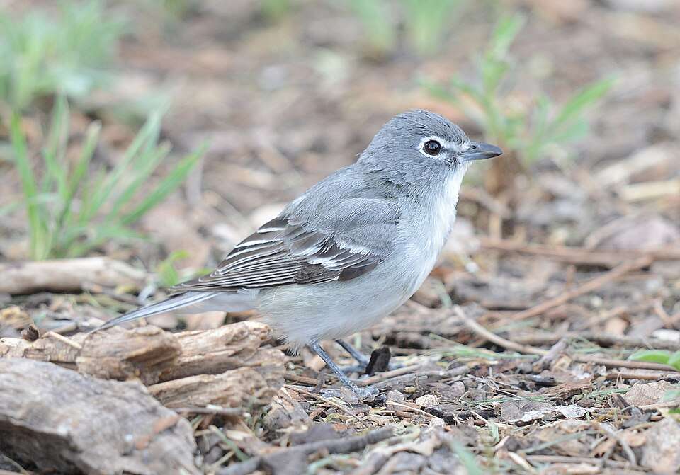 Plain gray bird with white eye ring and white wing bars.