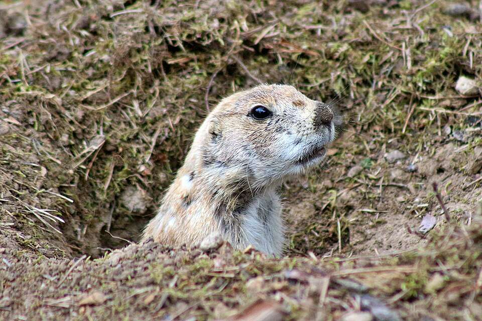 A large prairie dog with brown fur pokes its face out of its burrow.