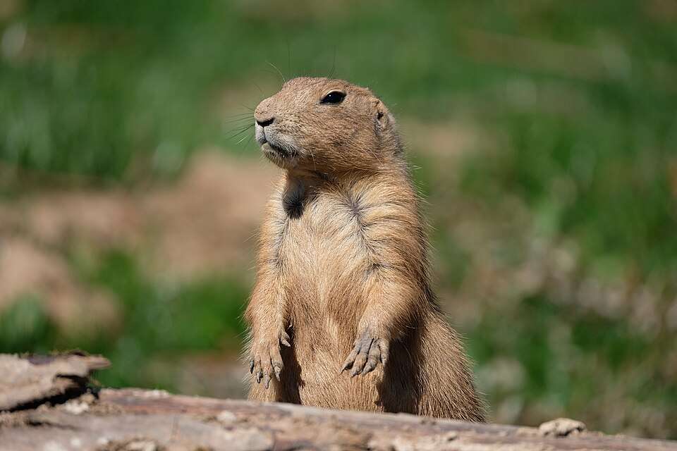 A large prairie dog with brown fur stands upright.