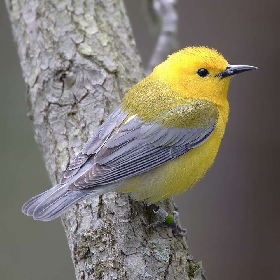 Brilliant yellow warbler with gray wings.