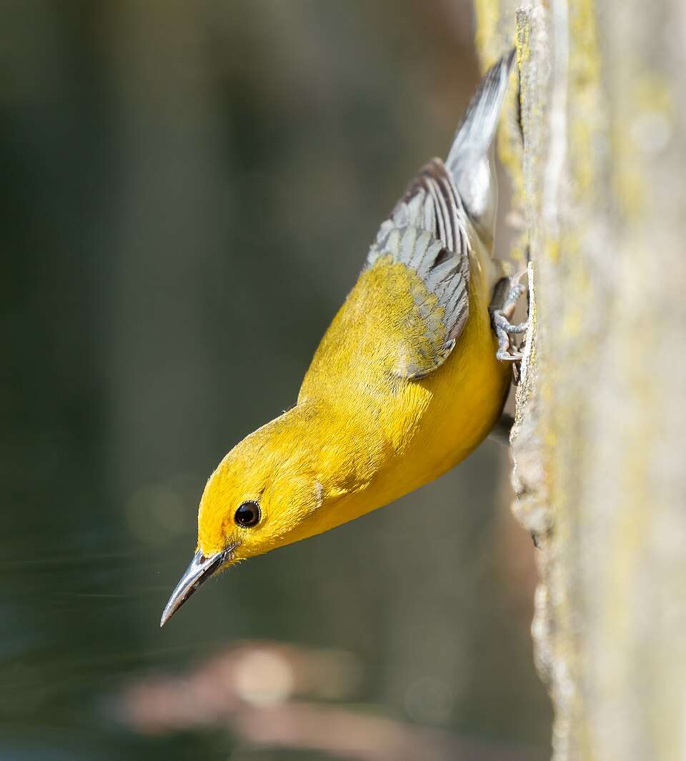 Brilliant yellow warbler with gray wings.