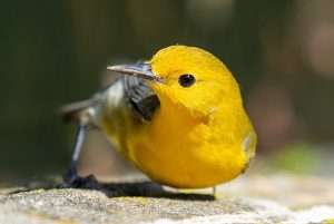 Brilliant yellow warbler with gray wings.