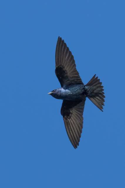 Large martin with glossy purple plumage in flight
