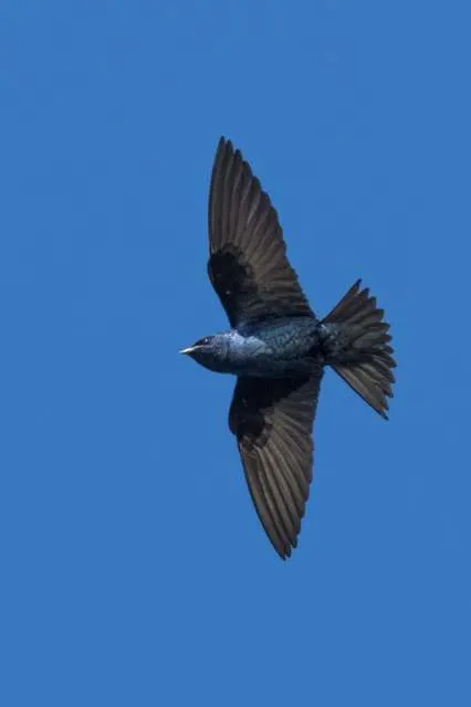 Large martin with glossy purple plumage in flight
