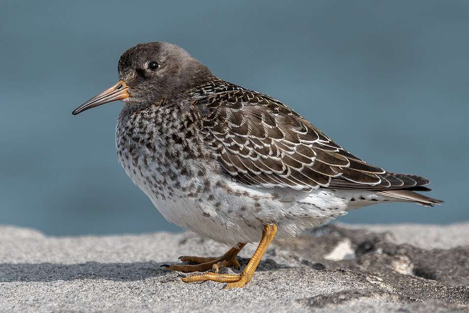 Stocky sandpiper with streaky brown plumage.