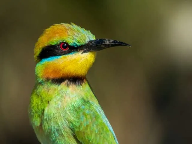 Medium sized songbird with green plumage, yellow and black under the chin. It also has a black stripe through the eye with bright blue underneath.