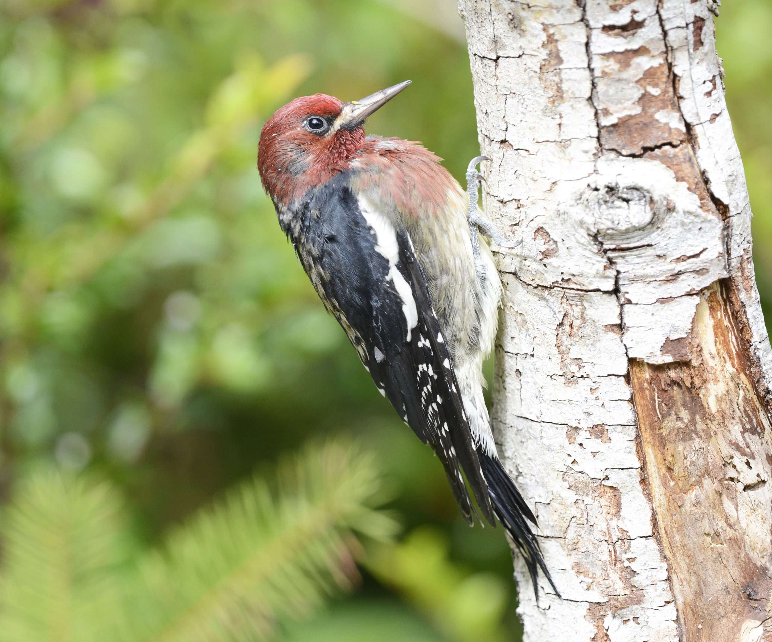 Black and white backed woodpecker with red head and breast.