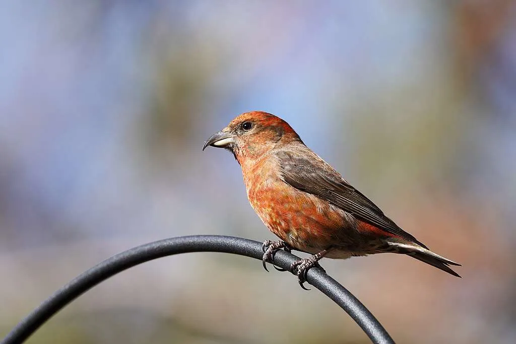 Red Crossbill sitting on a shepherd's hook