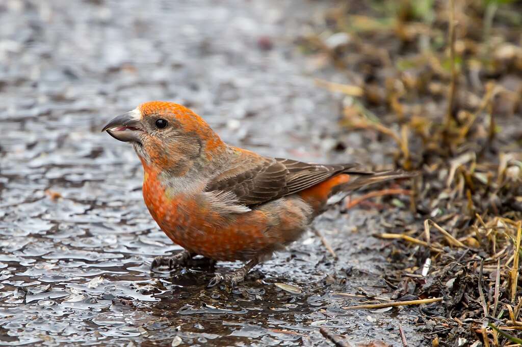 Red Crossbill sitting on the damp ground