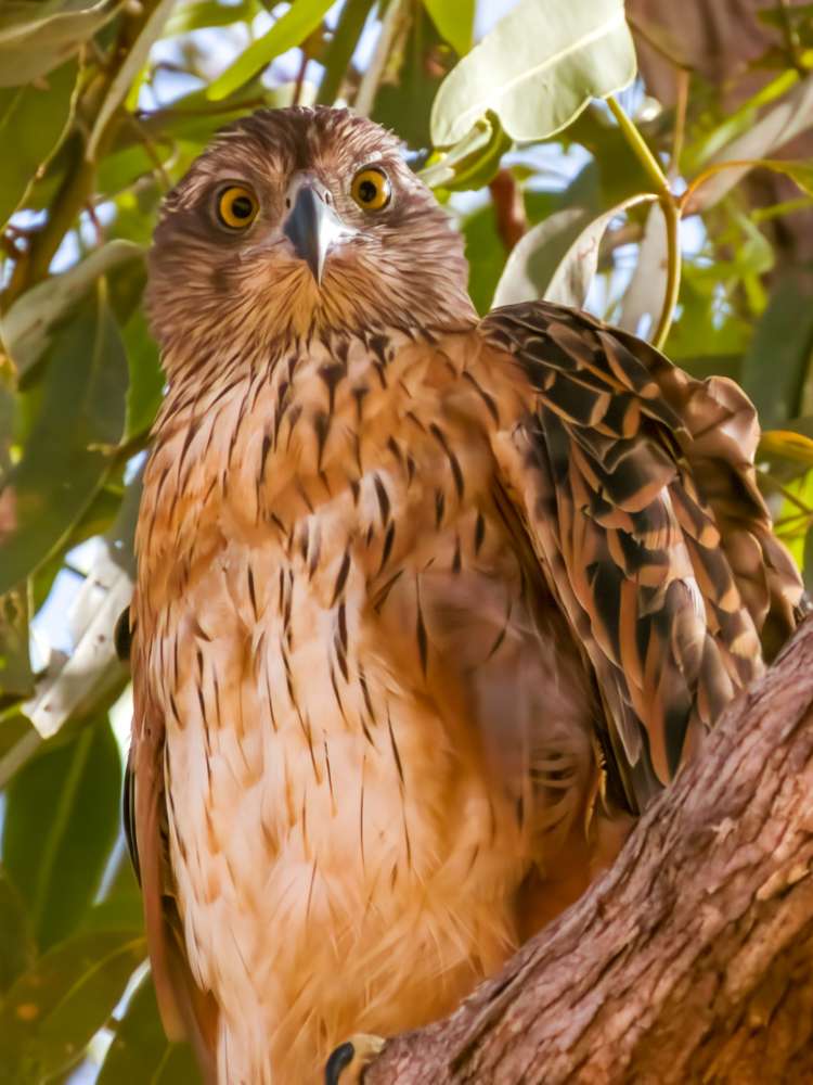 Red Goshawk looking down at the camera