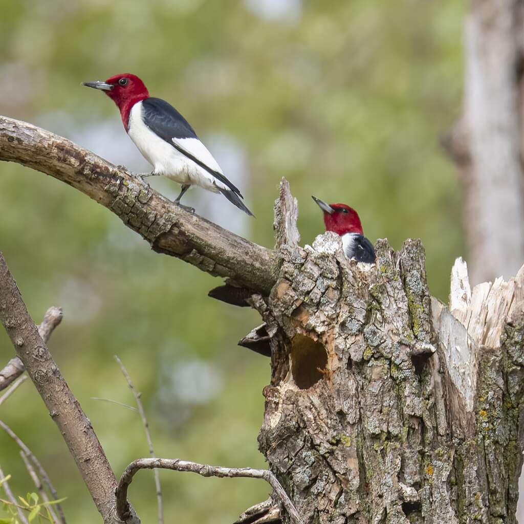 Pair of Red-headed Woodpecker at nesting cavity