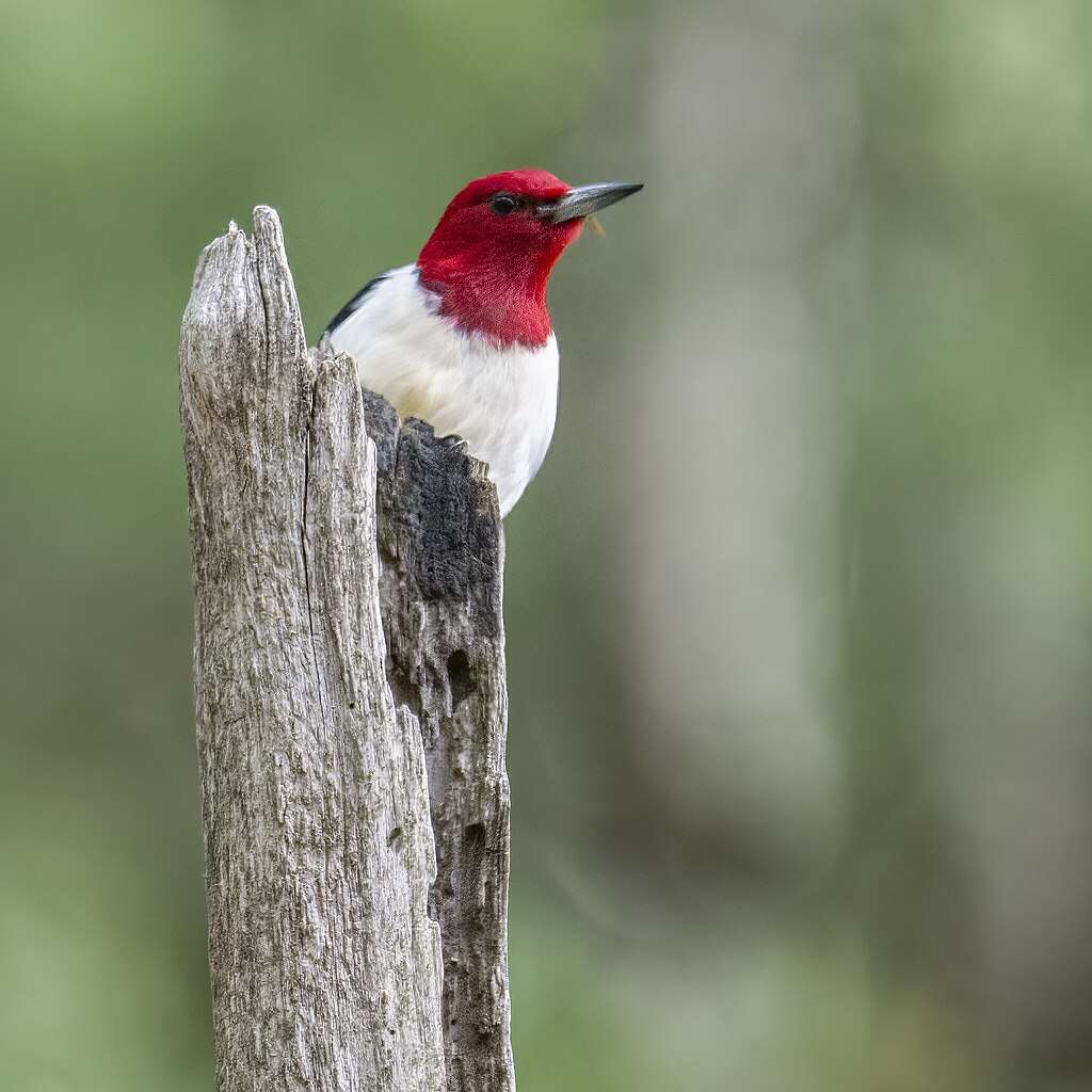 Red-headed Woodpecker looking over a snag