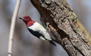 Red-headed Woodpecker clinging to the underside of a branch