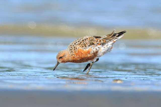 Stocky shorebird with bright red chest.