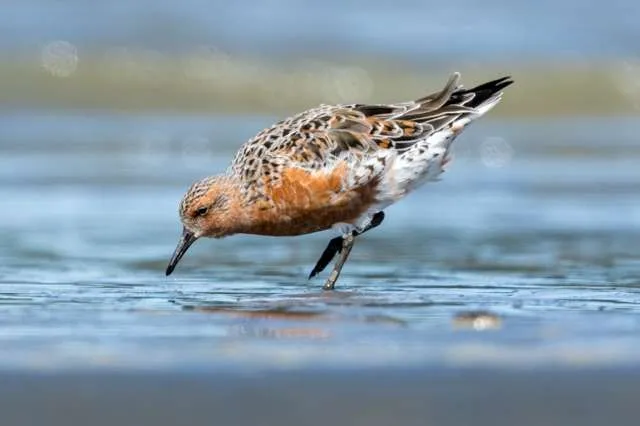 Small wading bird with rotund red body and speckled back.