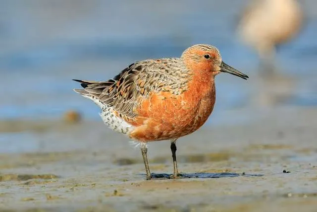 Stocky shorebird with bright red chest.