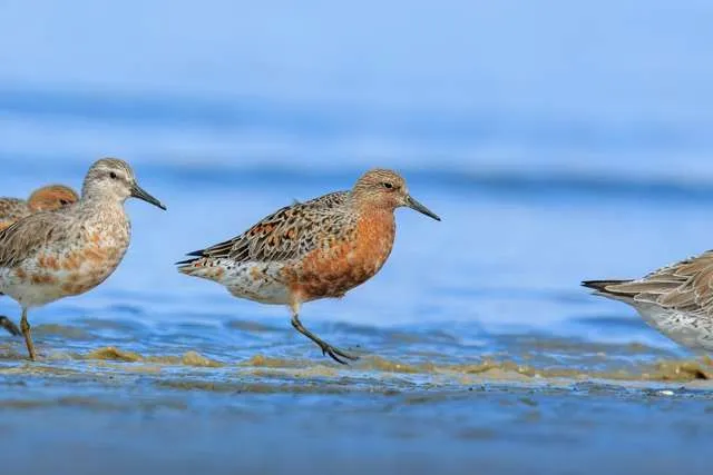 Stocky shorebird with bright red chest.