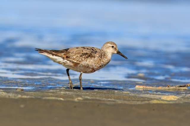 Stocky shorebird with pale coloring.