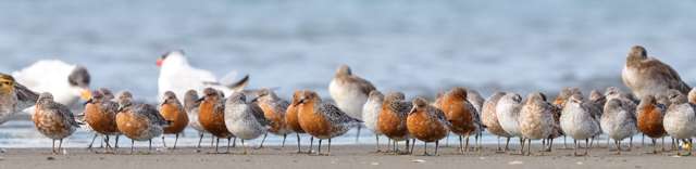 Group of red wading birds. They are small with short legs.