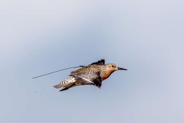 Stocky shorebird with bright red chest. It is in flight and has a tracker attached.