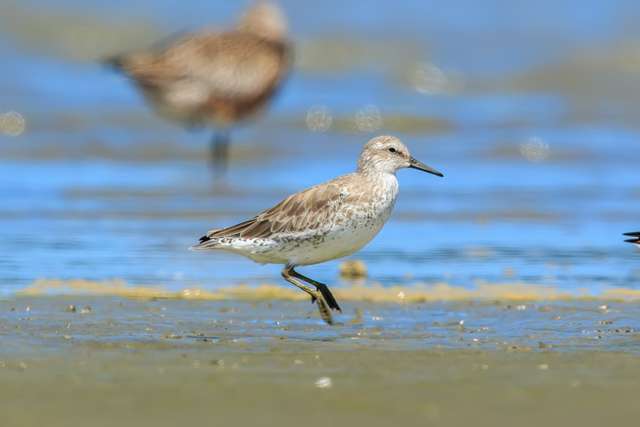 Stocky shorebird with pale coloring.