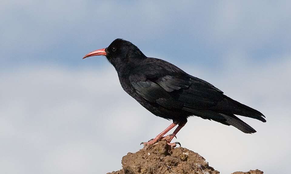 Large black colored bird with curved red bill and red legs.