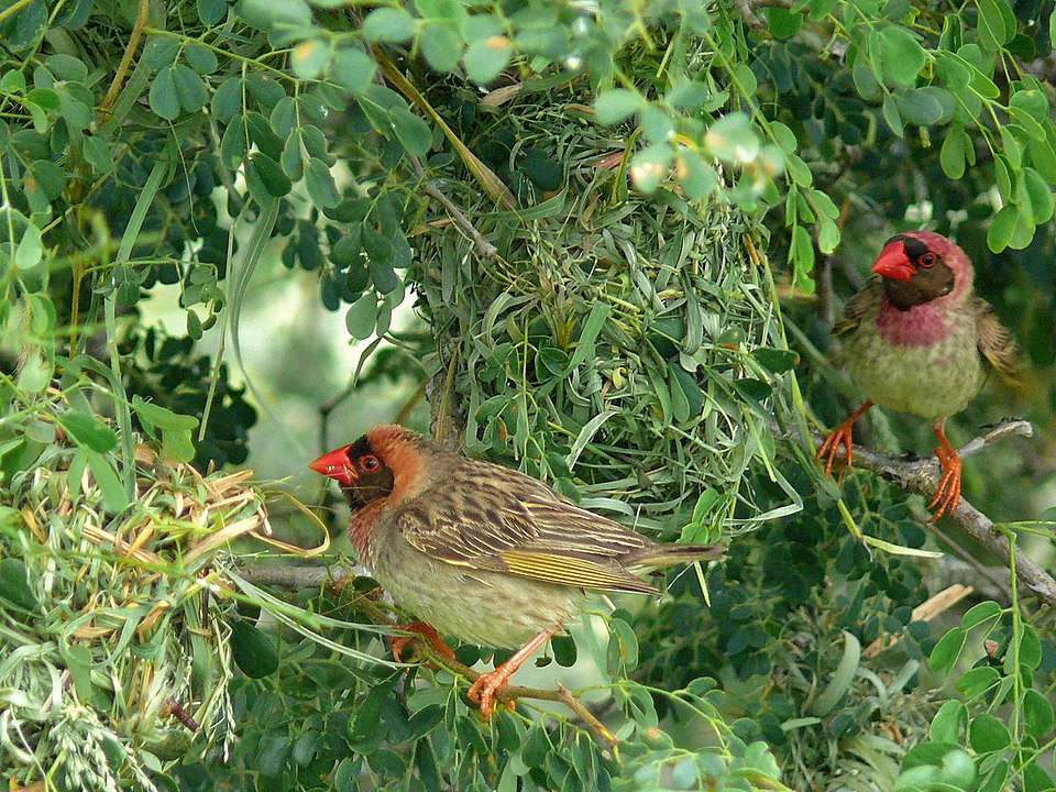 Pair of plain finch like birds but they have a bright red bill.