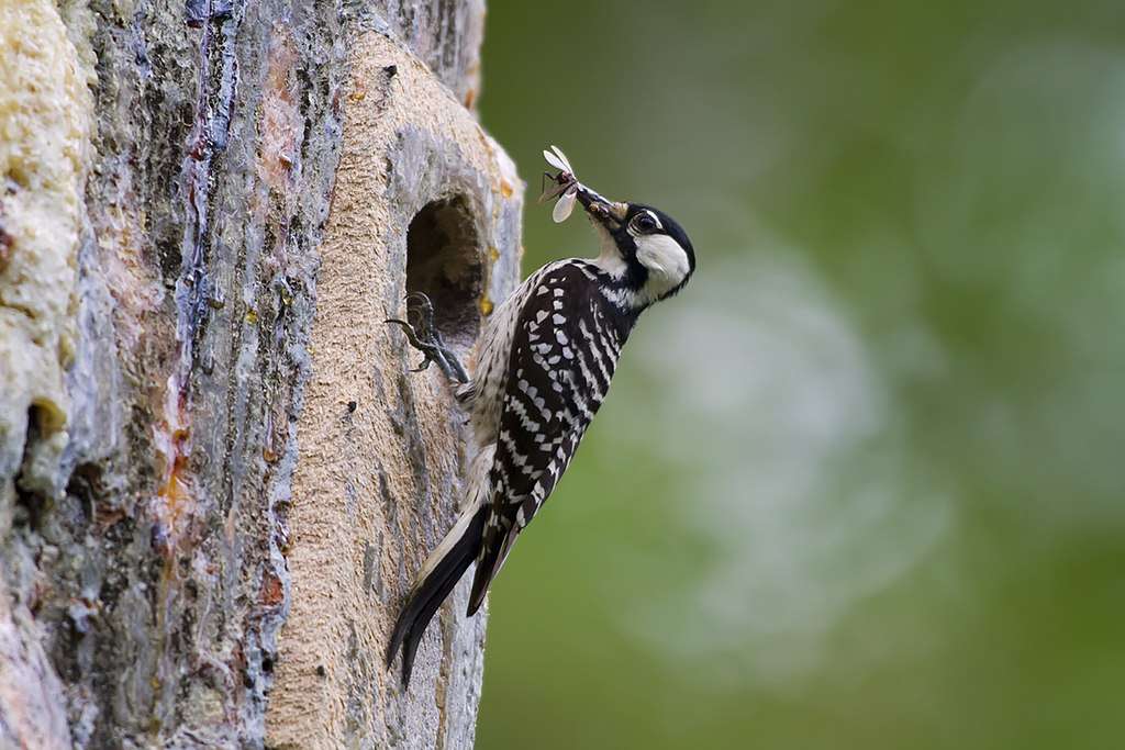 Red-cockaded Woodpecker bringing a bug to a nesting hole