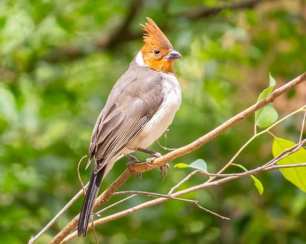 Red-crested Cardinal with an orange head