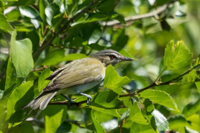 Rather plain forest bird with bright red eye.