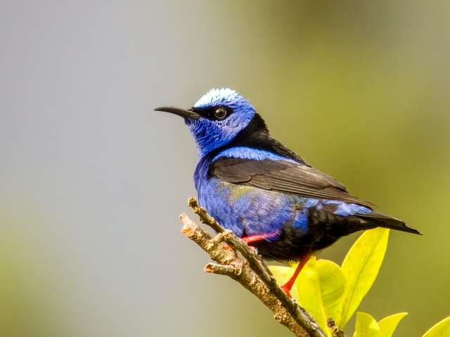 Stunning blue and black bird with pale blue crest.