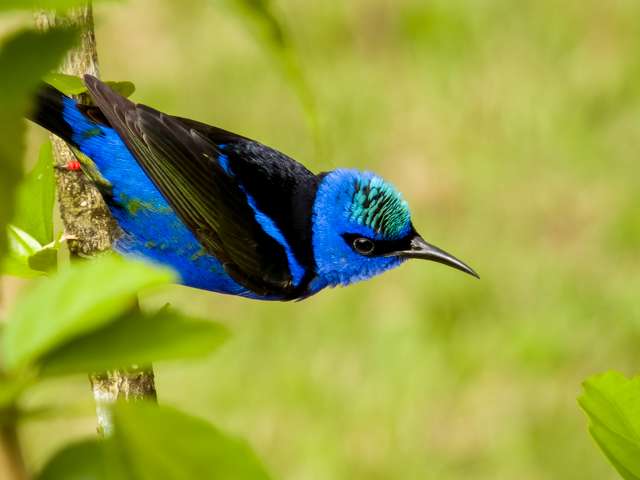 Bright blue bird with draker wings.