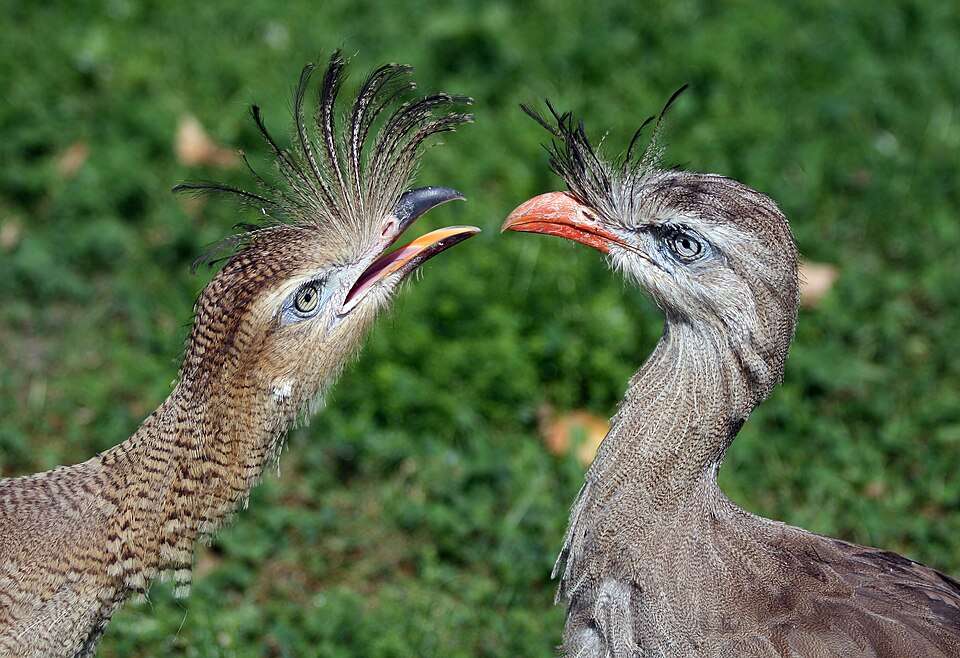 Two game bird with gray and brown streaky plumage. They both have a wispy crest from the edge of the bill.