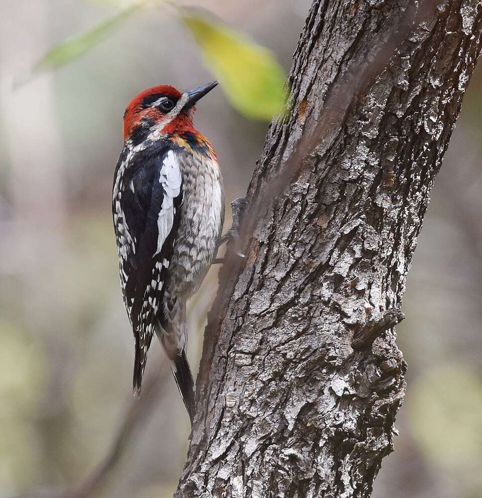 A black and white woodpecker with a bright red cap and chin.