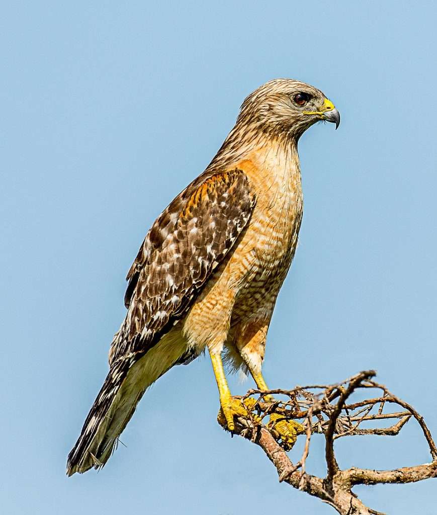 Red-shouldered Hawk sitting on a branch
