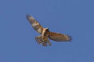 Red-shouldered Hawk in flight