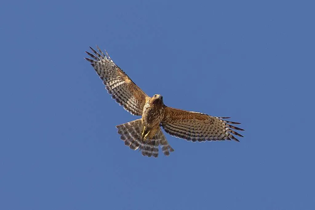 Red-shouldered Hawk in flight