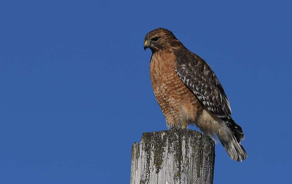 Red-shouldered Hawk sitting high on a pole
