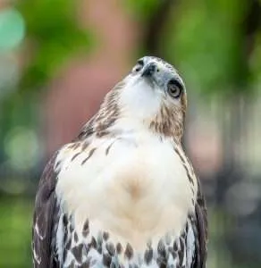 Red-tailed Hawk staring up