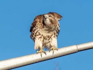 Red-tailed Hawk perching on a beam