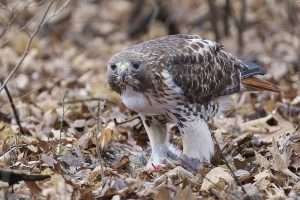 Red-tailed Hawk on the ground eating prey