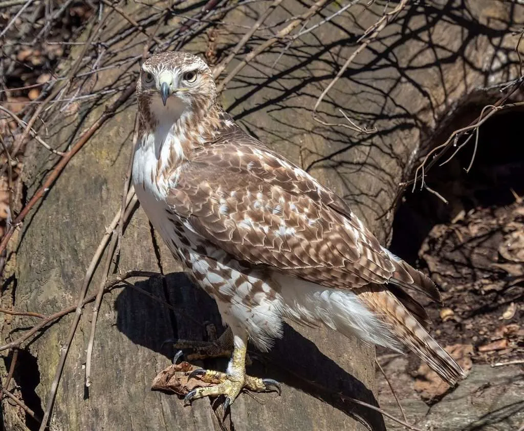 Red-tailed Hawk standing on a tree trunk