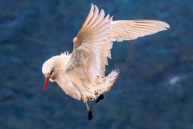 White seabird with pinkish tinge and black eye. It has long red streamers and bill.