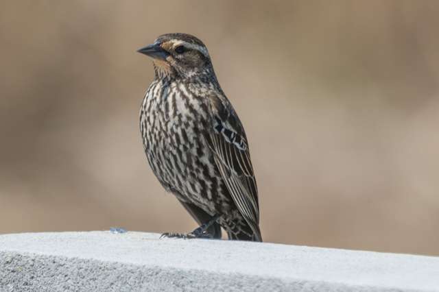 Female medium sized bird with brown and white streaky plumage.