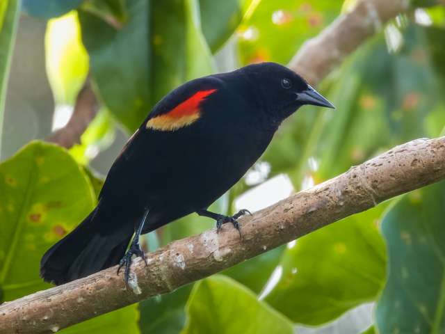 Medium sized black bird with red and yellow wing patches.