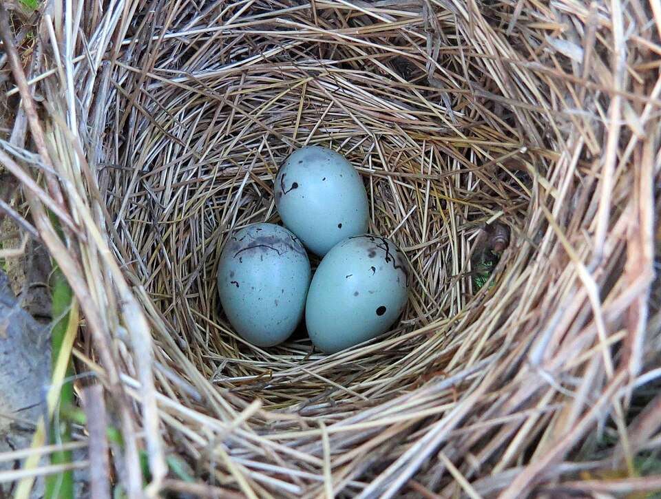 A nest contains several blue speckled eggs.