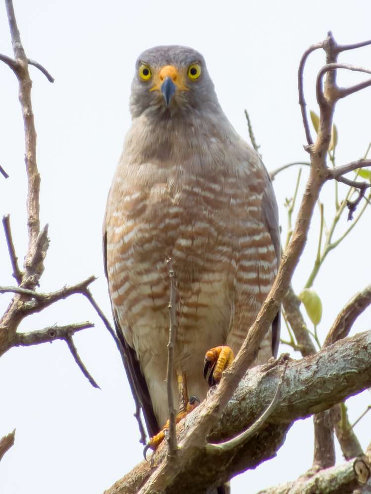 Roadside Hawk in a dead tree