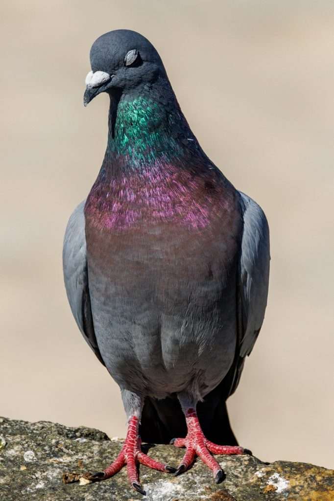Common feral pigeon with its eyes closed.