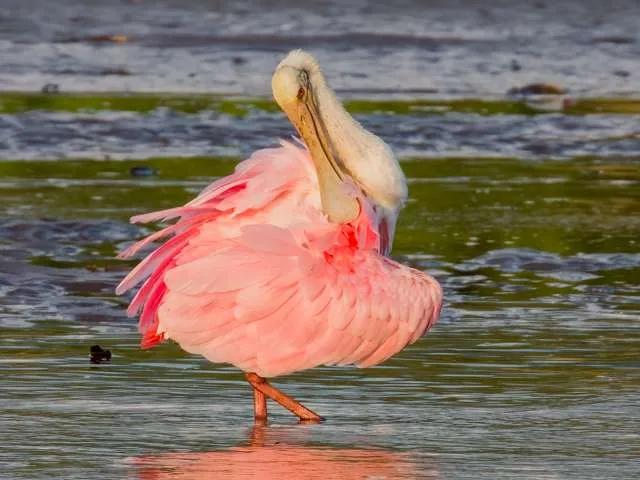 Very large waterbird with bright pink plumage and long, spoon like bill.
