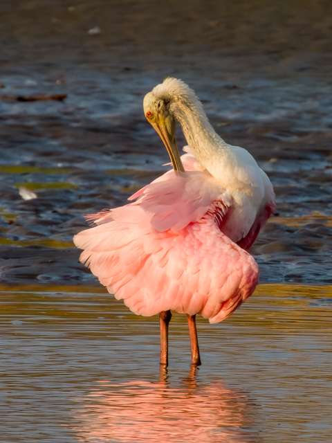 Very large waterbird with bright pink plumage and long, spoon like bill.